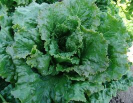 Кутз купить