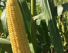 Кукуруза Багратион F1 купить