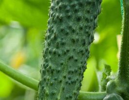 Вярус F1 купить