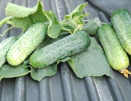 Этап купить