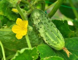 Пальчик купить