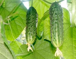 Сремьянин F1 купить