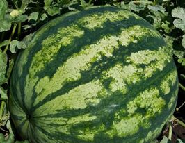 Галактикакупити