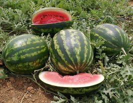 Кадія F1купити