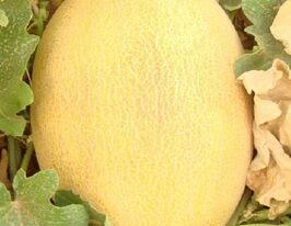 Алтин F1купити