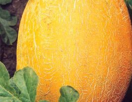 Диня Данакупити