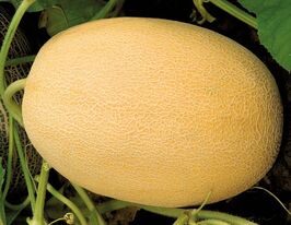 Ельдорадо F1купити