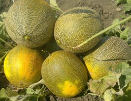 Славіякупити