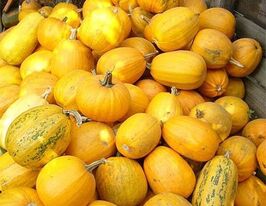 Тыква Украинская многоплодная купить