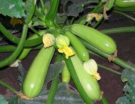 Кабачок Искандер F1 купить