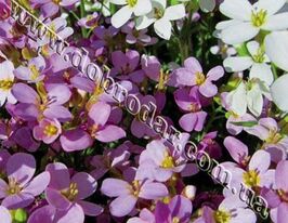 Арабис Кавказский купить