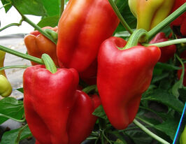 Перець Андреакупити