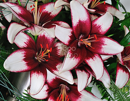 Лілія азіатська Dixie Jass (Діксі Джесс)купити