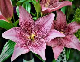 Лилия азиатская Коголето Cogoleto купить