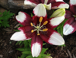 Лілія азіатська Tiny Padhye (Тіні Педхай)купити