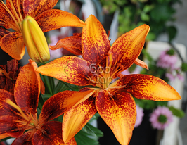 Лілія азіатська Tiny Sensation (Тіні Сенсейшн)купити