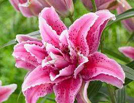 Лілія махрова Thalita (Заліта)купити