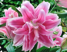 Лілія махрова Isabella (Ізабелла)купити