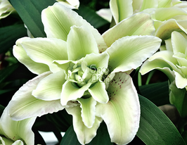 Лілія махрова Annika (Анніка)купити