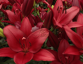 Лілія LA Atacama (Атакама)купити