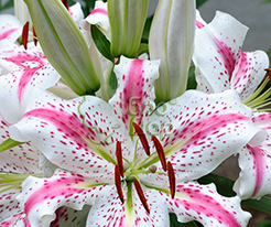 Лілія східна Spectator (Спектор)купити