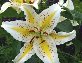 Лілія східна Gold Band (Голд Бенд)купити