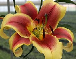 Лілія ОТ Fraulein Cornelia (Фраулейн Корнеліа)купити