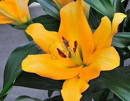 Лілія ОТ Terrasol (Террасол)купити