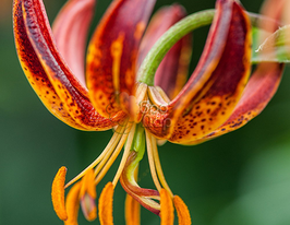 Лілія Мартагон Арабіан Найт (Arabian Knight)купити