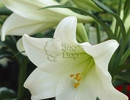 Лилия трубчастая Уайт Хевен (White Heaven) купить