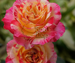 Роза чайно-гибридная Camille Pissarro (Камиль Писсарро) купить