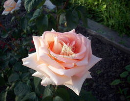 Роза чайно-гибридная Вивальди ( Vivaldi) купить