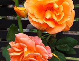 Роза плетистая Metanoia (Метанойя) купить