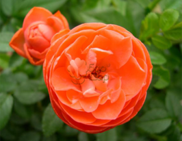 Троянда поліантова Morsdag Orange (Морздаґ Оранж)купити