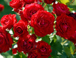 Троянда флорібунда Ніна Вейбул (Nina Weibull)купити