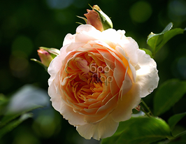 Троянда англійська Ginger Syllabub (Джинджер Сіллабаб)купити