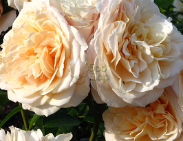 Троянда флорібунда Excalibur (Екскалібур)купити