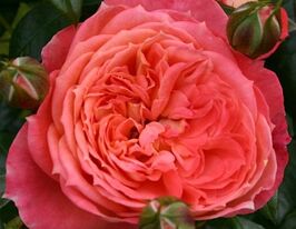 Роза Кордеса Queen of Hearts (Квин оф Хеатс) купить