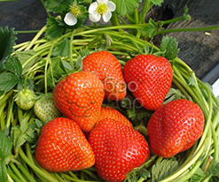 Полуниця рання купити