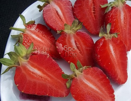 Полуниця Альбакупити