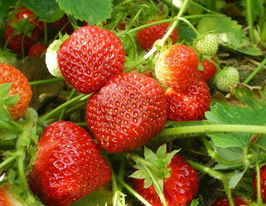 Полуниця Мадленкупити