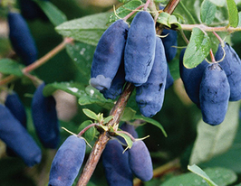 Жимолость Фіоленткупити