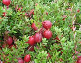 Клюква Стивенс (Stevens) купить