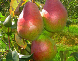 Изольда купить