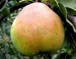 Кучерянка купить