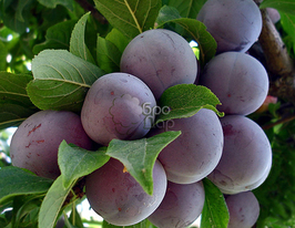 Слива Ренклод Карбишевакупити