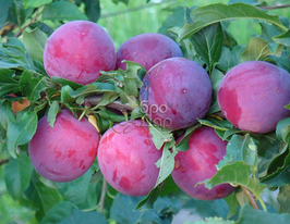 Кубанська кометакупити