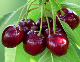 Прощальнакупити