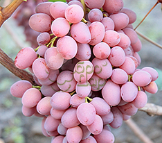 Виноград Водограйкупити