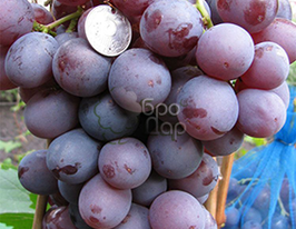 Виноград Оріонкупити